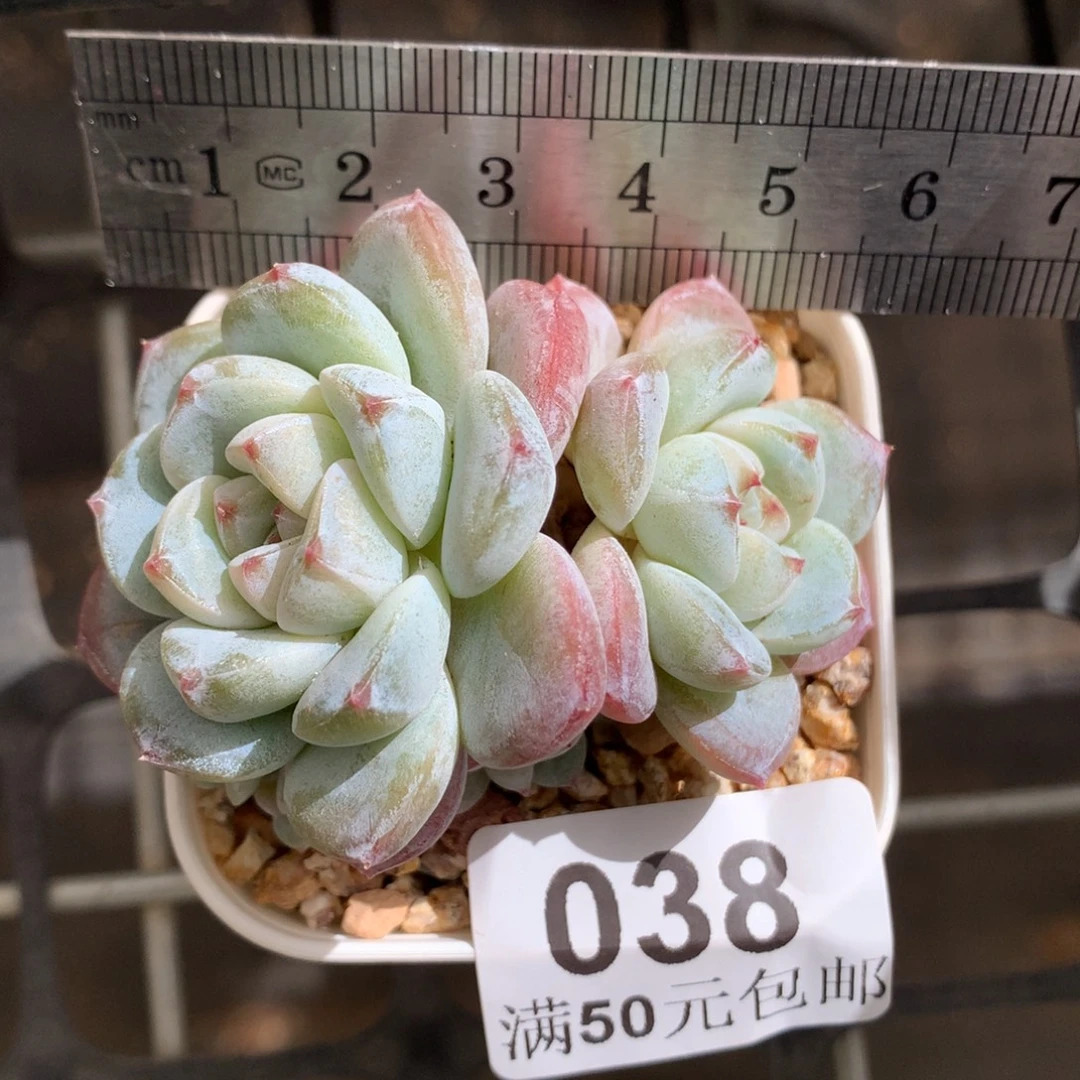 38。翡翠冰玉双头老桩。带三崽。