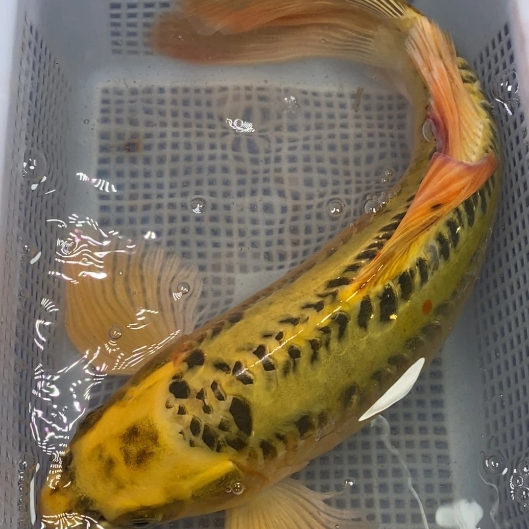 锦鲤锦鲤（无开箱视频不售后）