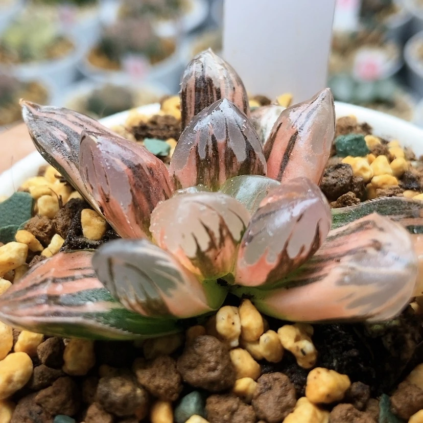 【闪购商品】布*恩黑水晶锦90