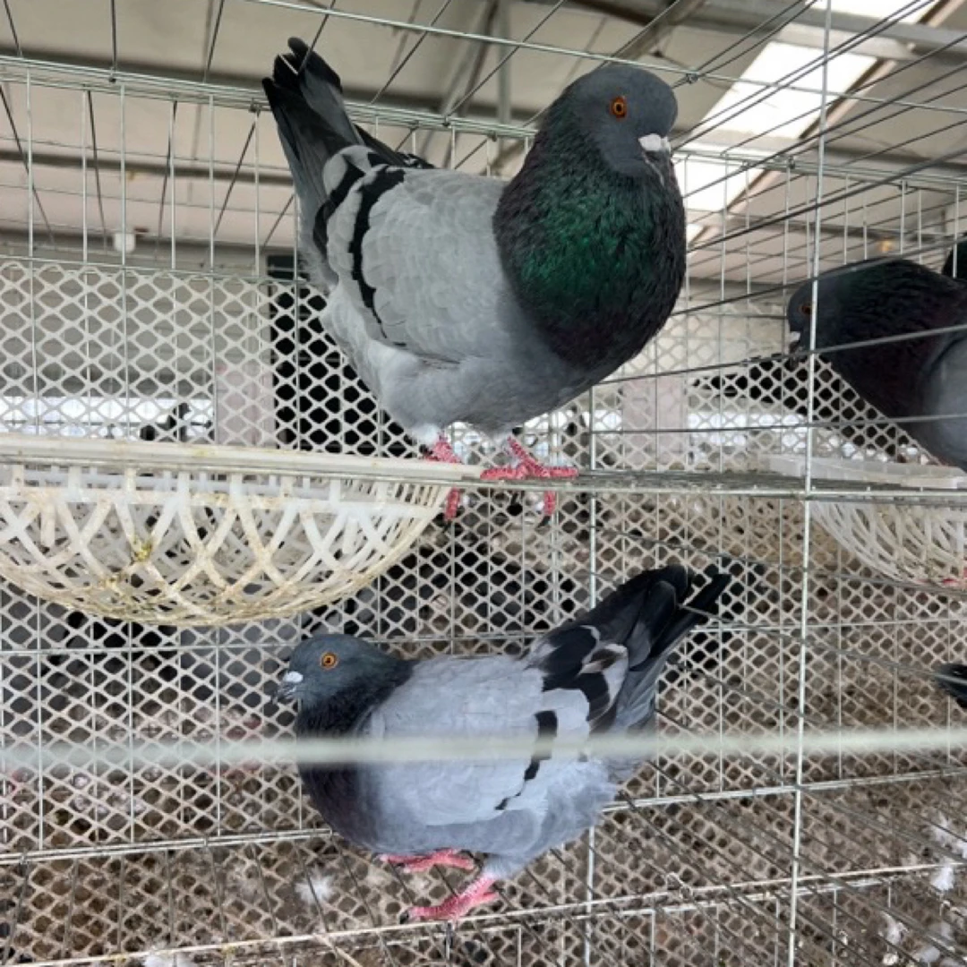 欧洲灰种鸽肉鸽大体