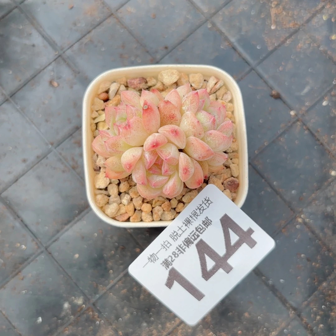 甜心珍妮无盆土发货