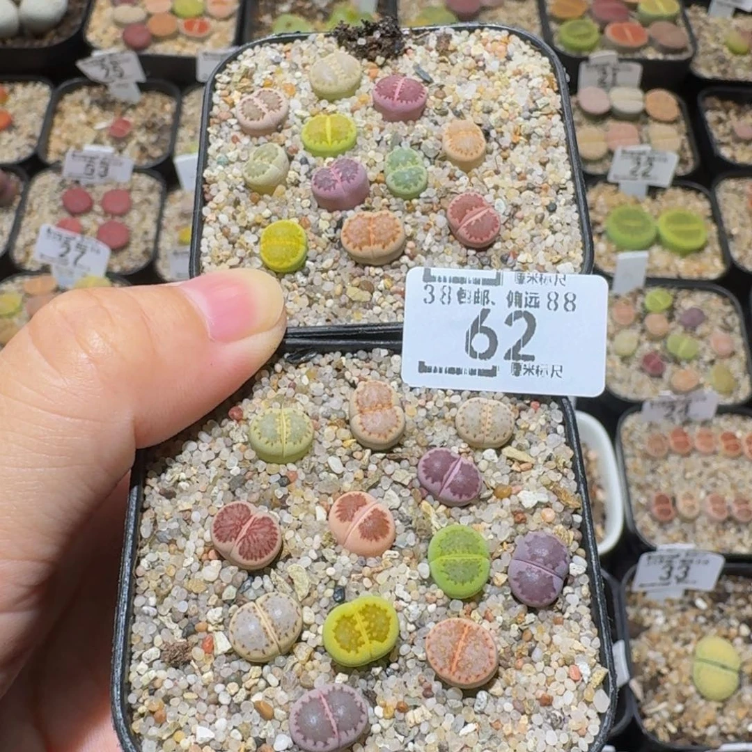 小***乖Sssss精品生石花62