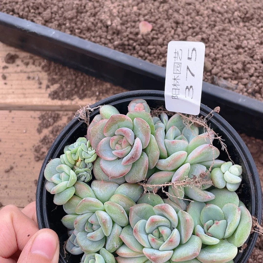 多肉植物多肉植物375