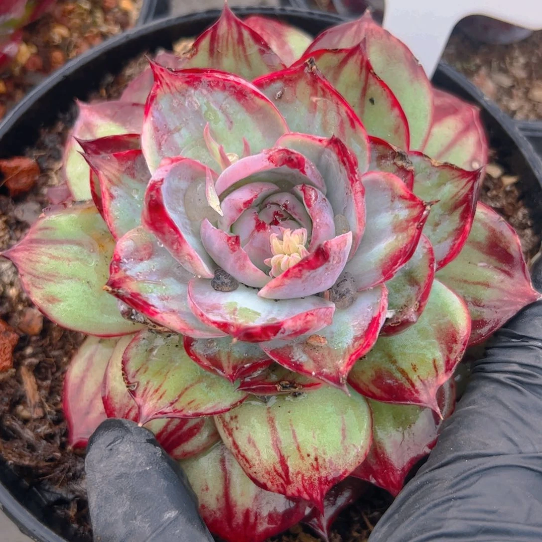 初*惊鸿仙子1201号有叶伤，介意勿拍