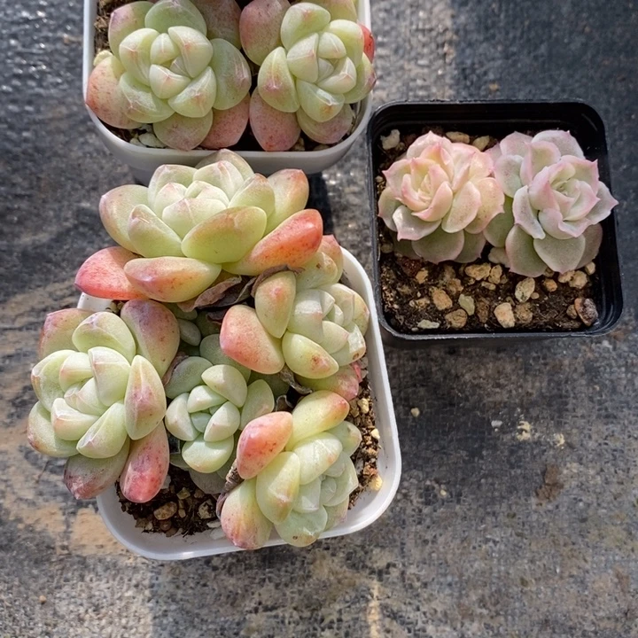 蛋挞 3颗多肉 12.14