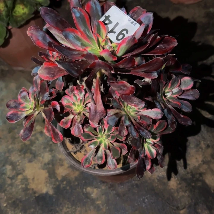 914香奈儿多肉植物