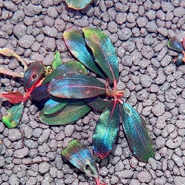 无花朵福利辣椒榕黑天使