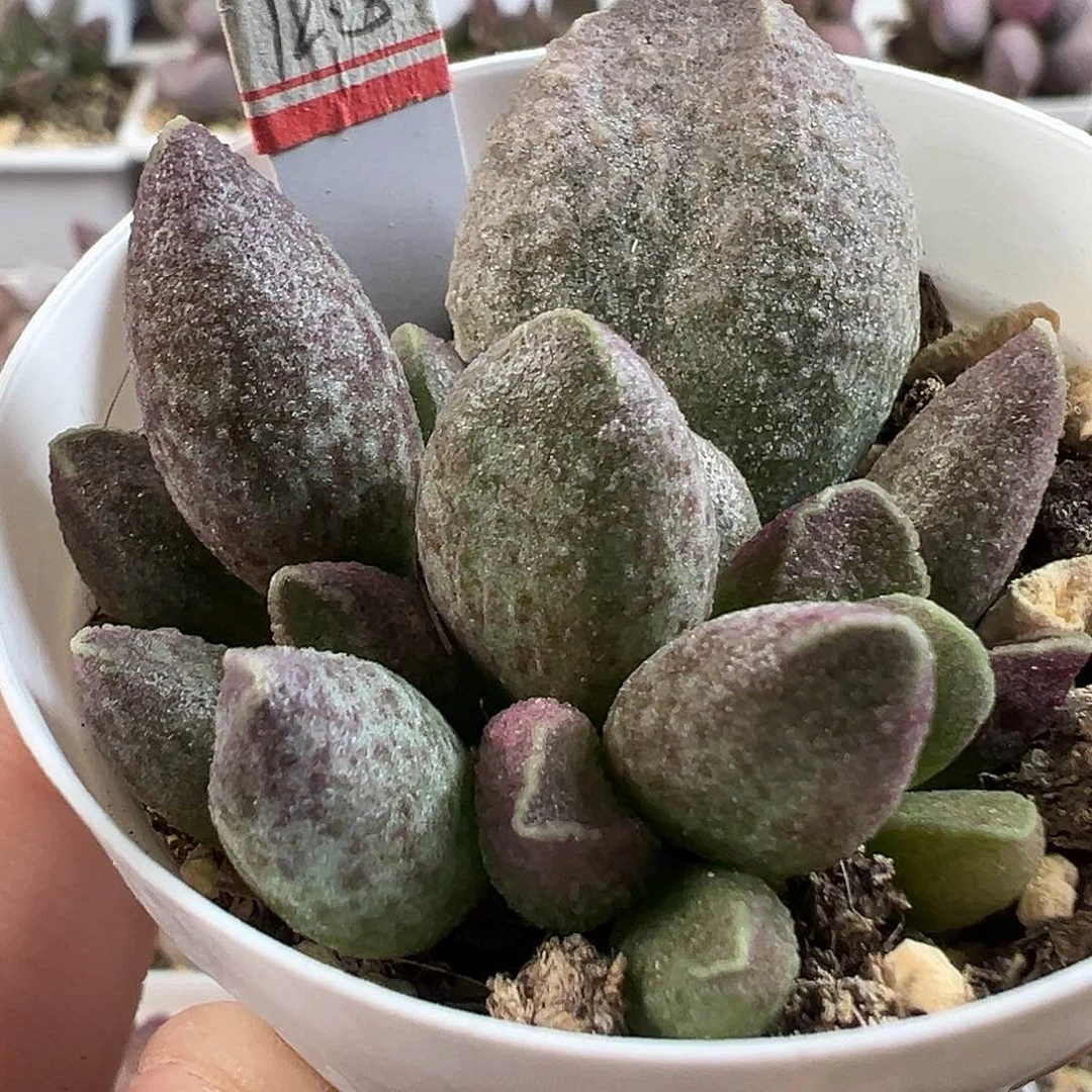 茶 紫色斑点款实生