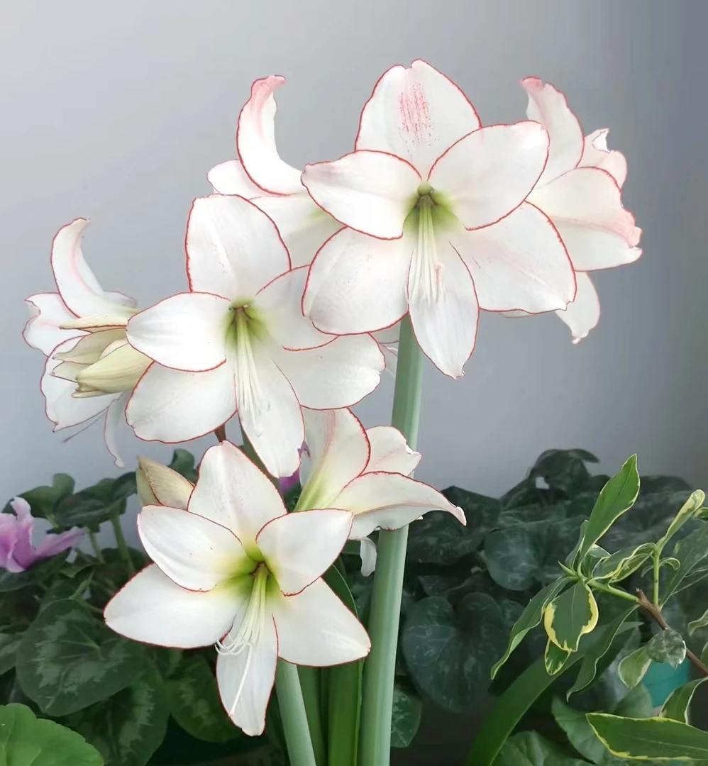 花边石竹 大球白色红边 爆花爆崽阳台庭院 云南鲜花绿植