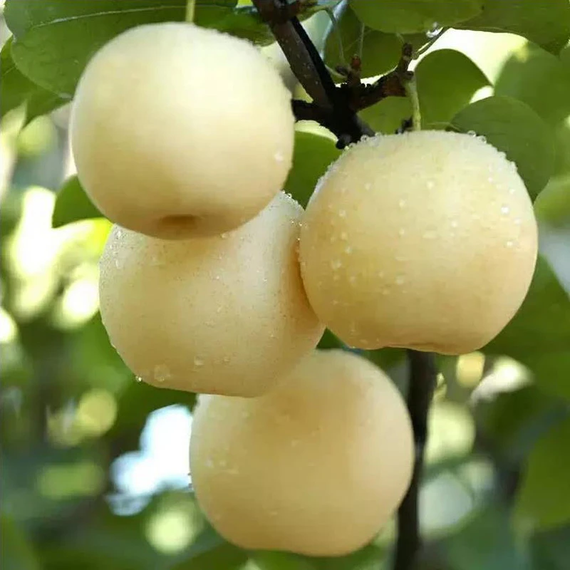 河南黄金梨应当季水果现摘现发皮薄肉厚脆甜多汁无渣纯甜带箱10斤