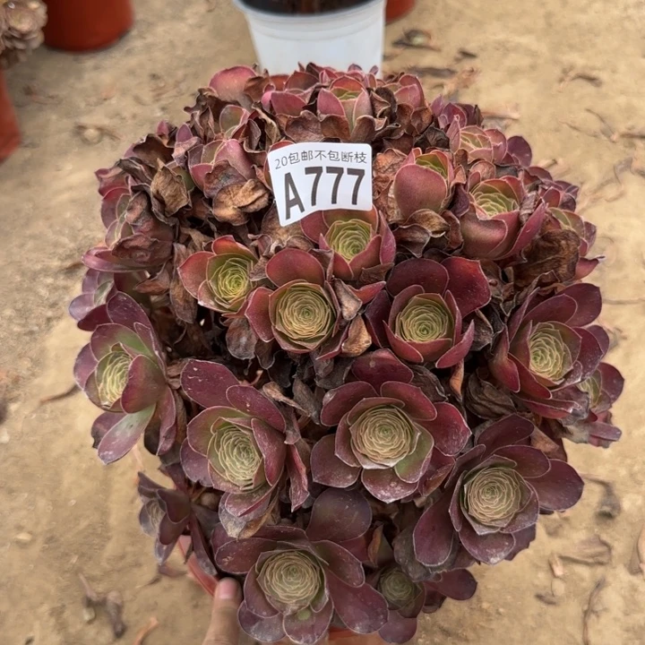 魅金……多肉植物……