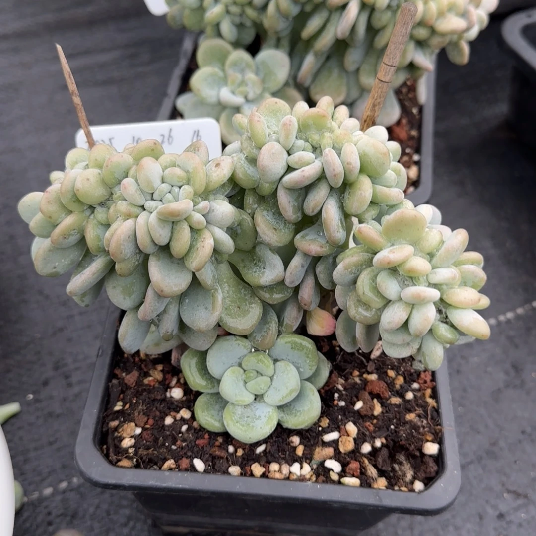 一物一拍红洛神胸花缀16