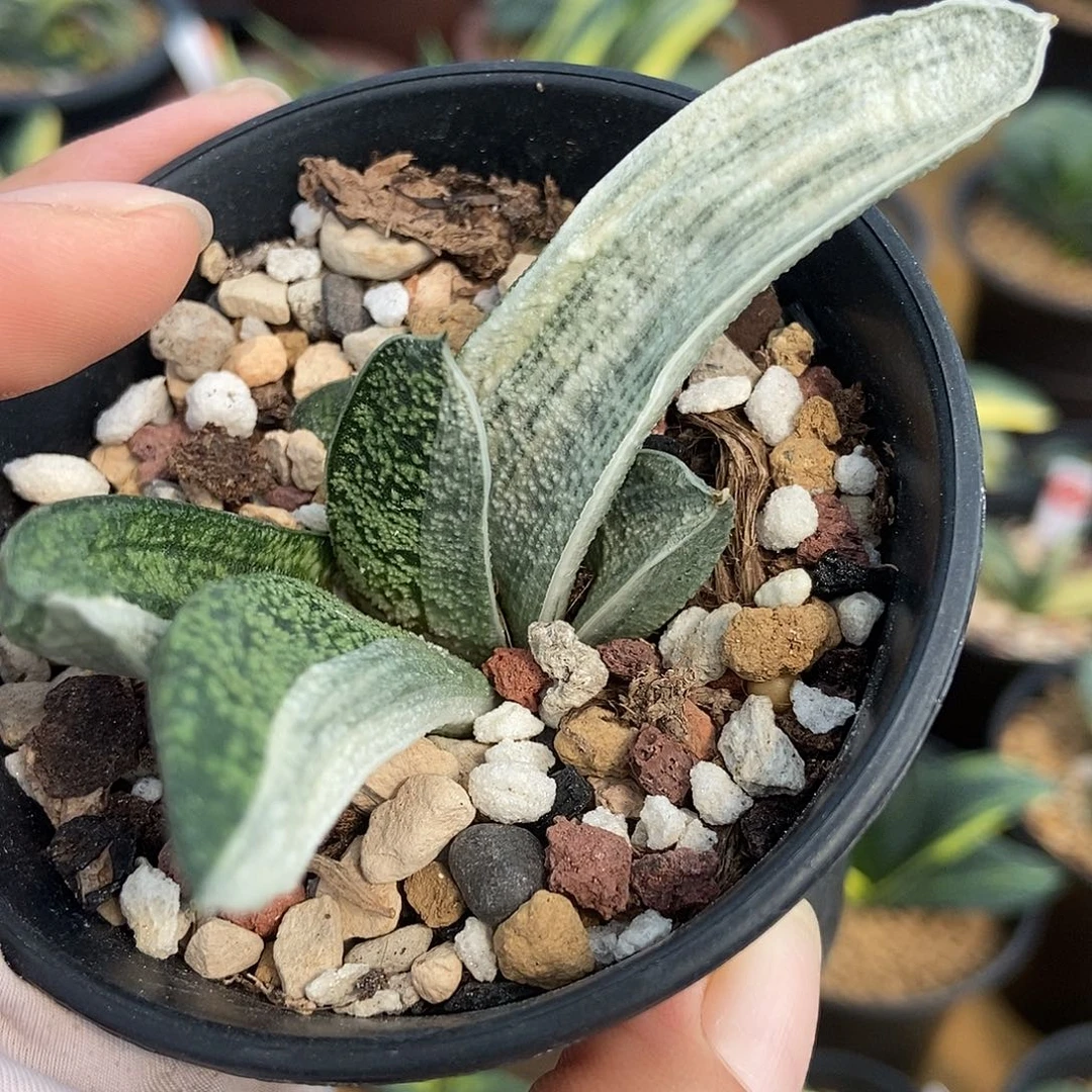 用***户718卧牛转白锦带盆发货