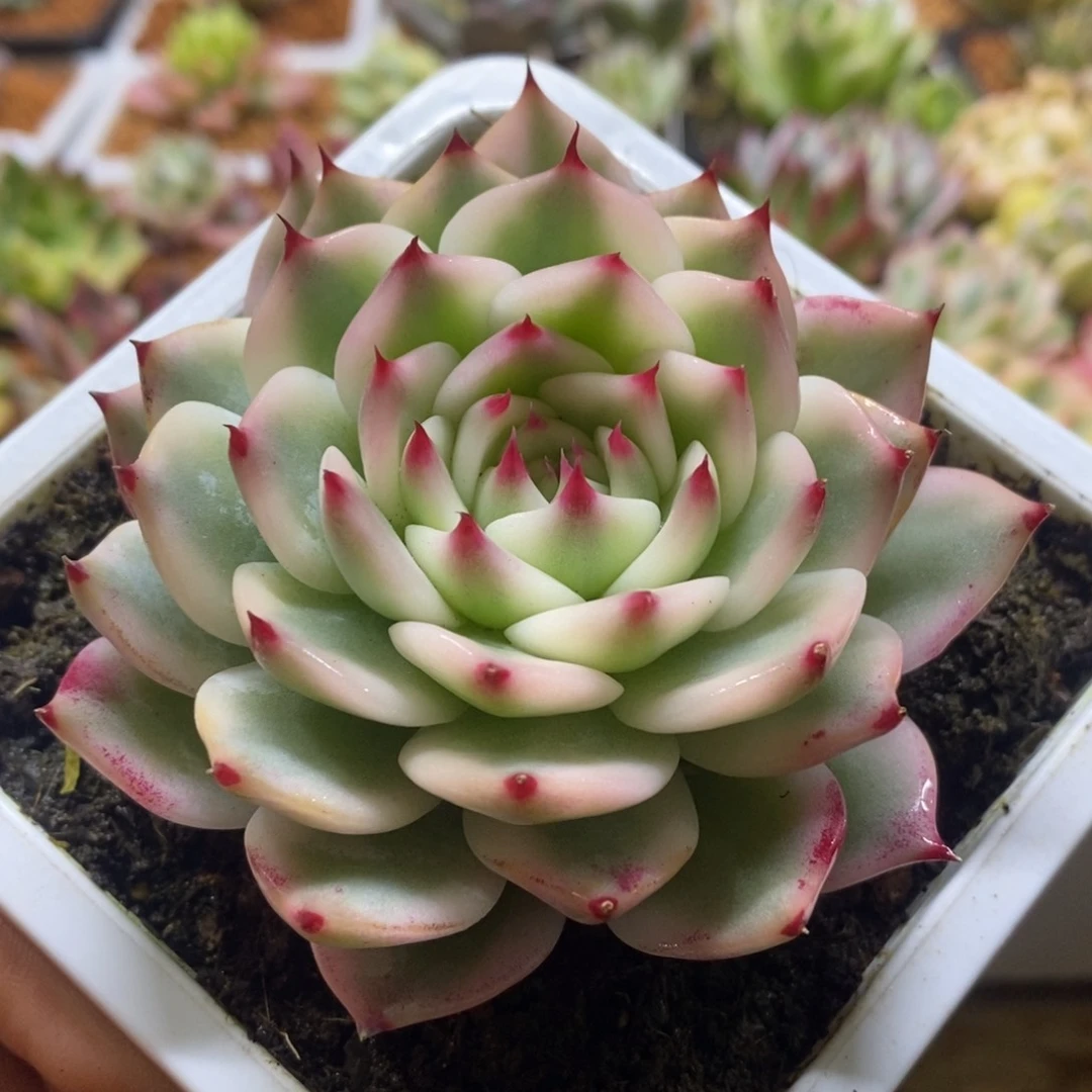 吉娃娃锦 多肉植物