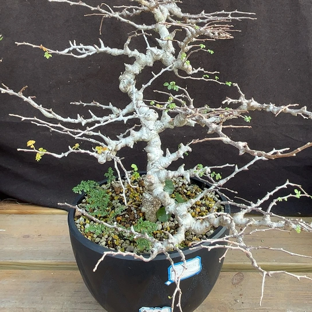 汤圆植物念珠橄榄