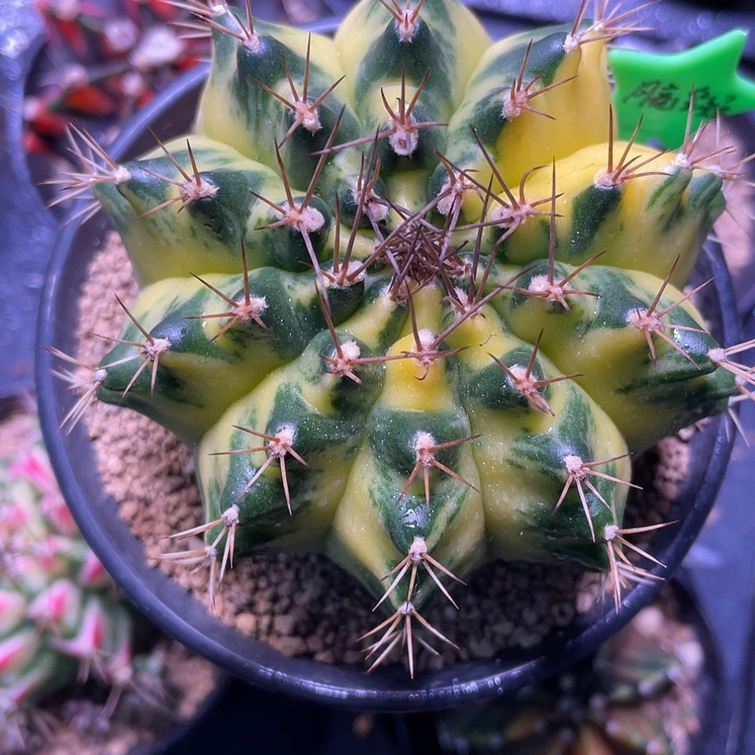 1-月亮皇冠7.9厘米