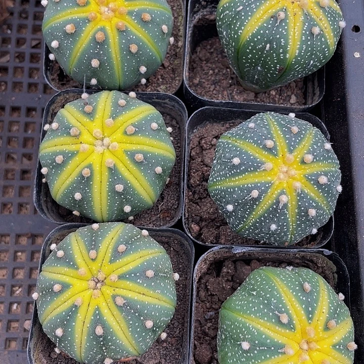 星兜锦带盆土发货