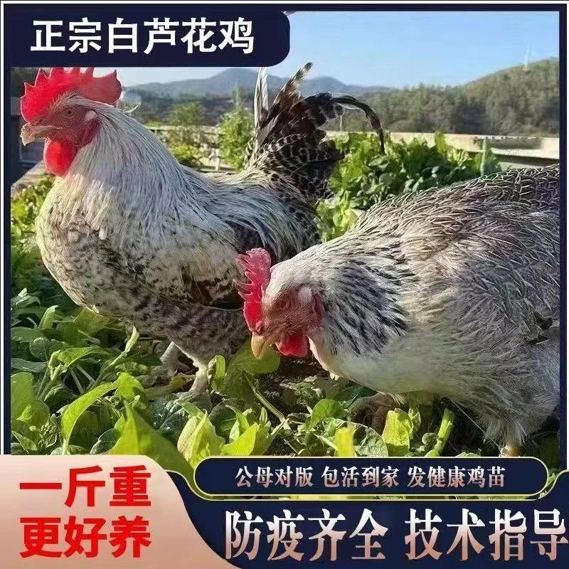 正宗散养芦花鸡宠物鸡包邮发货买公母可选一斤左右发货J2