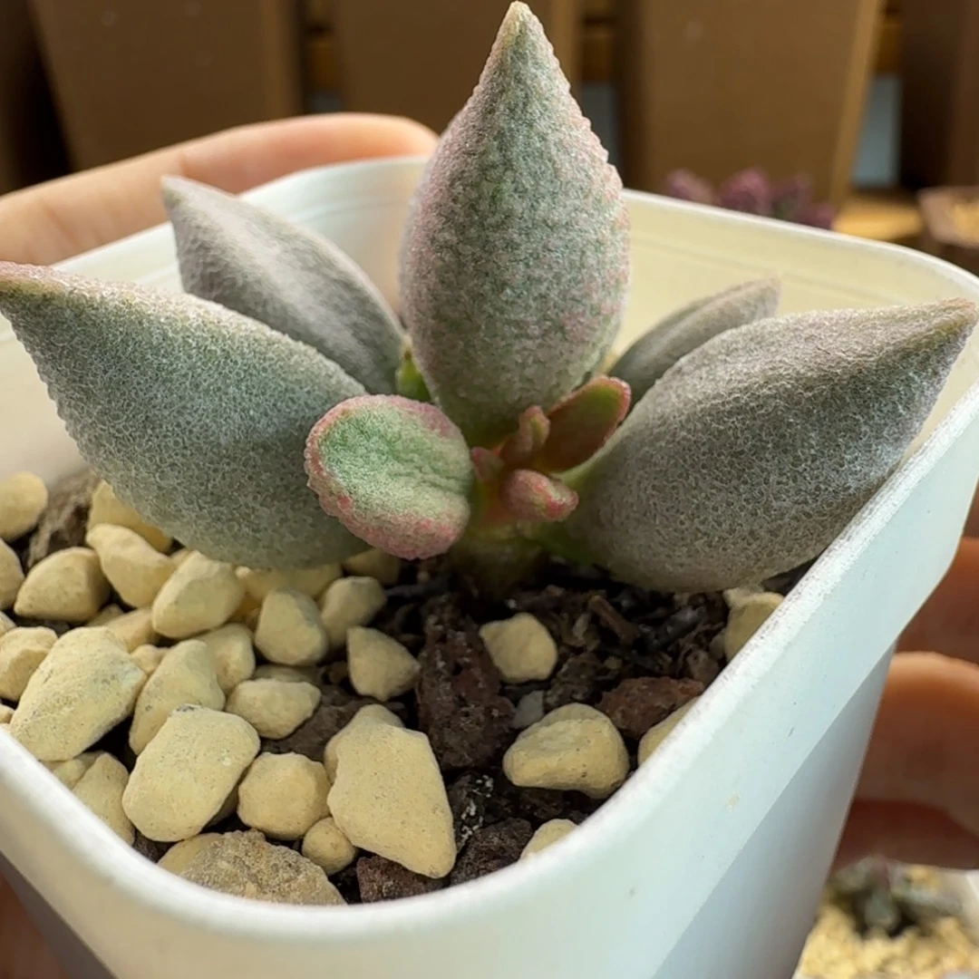 哈弗水泡多肉肉肉