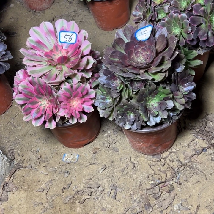 多肉植物两个法师15