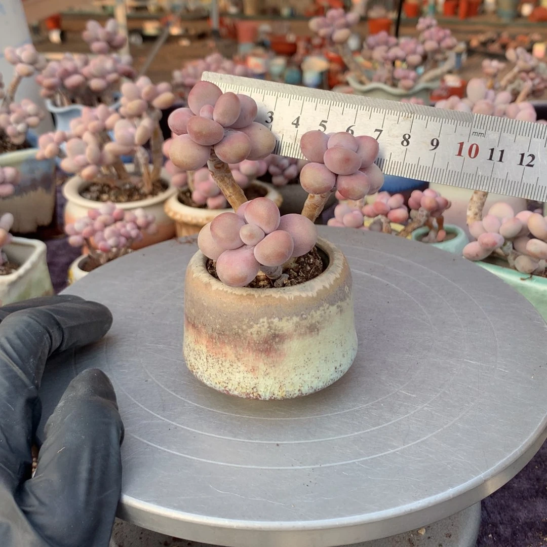 40号带盆偏远地区不包邮的