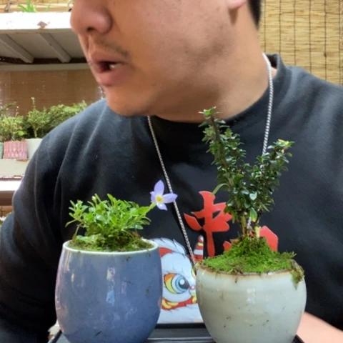 红陶一物一拍所见即所得39