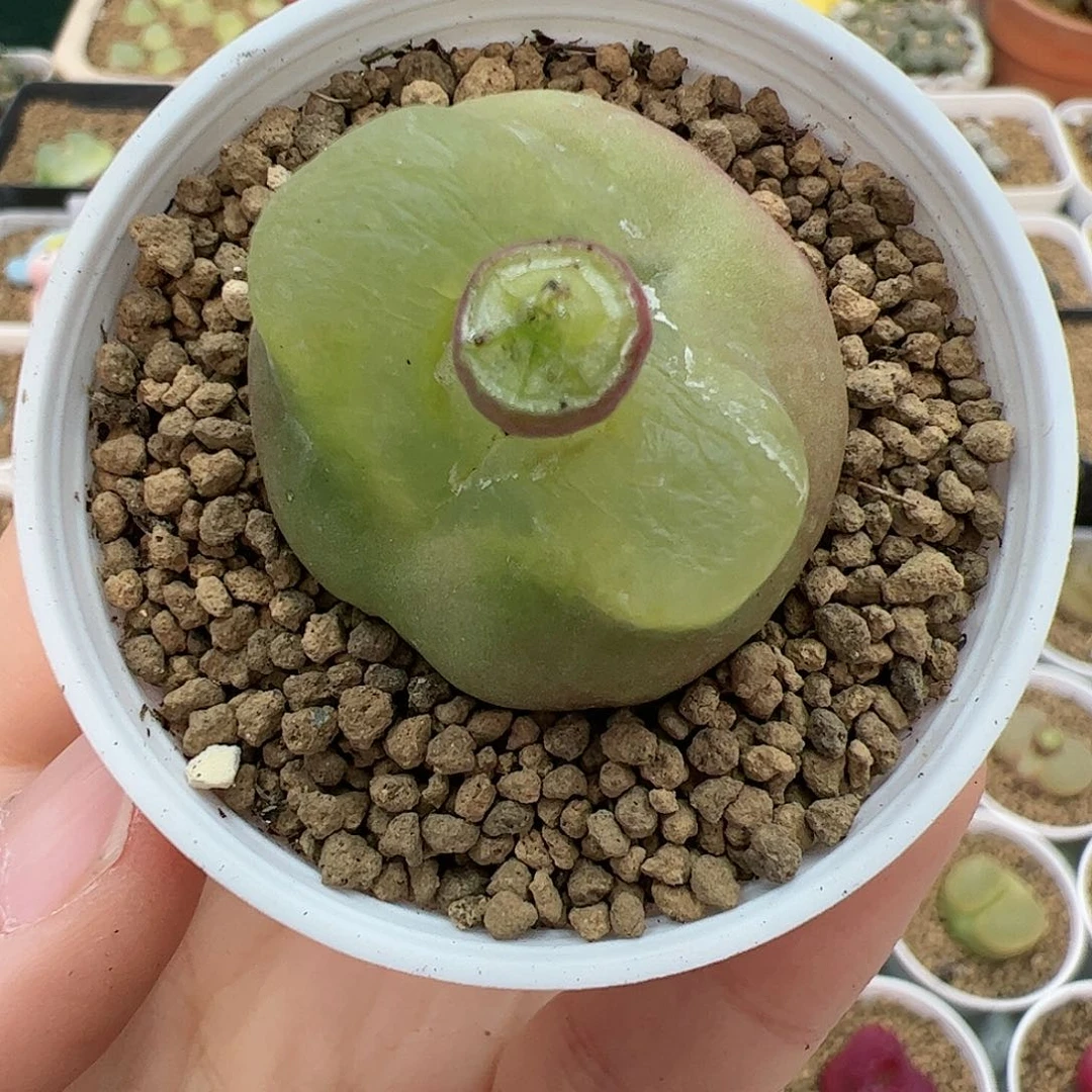 【闪购商品】198 带盆