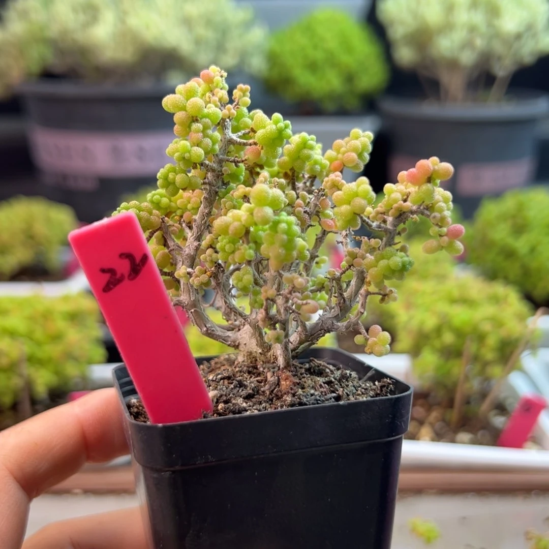 米粒缀22号5.5cm盆