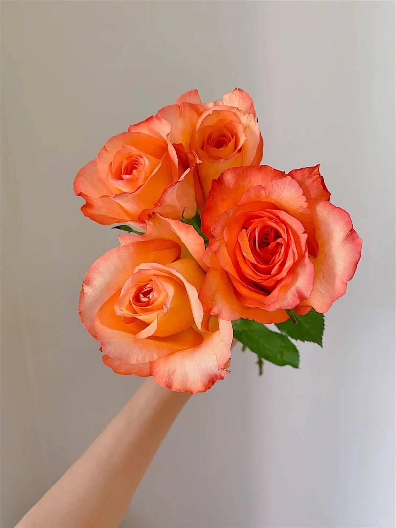 【金辉】单头玫瑰18+2枝防损云南顺丰直发