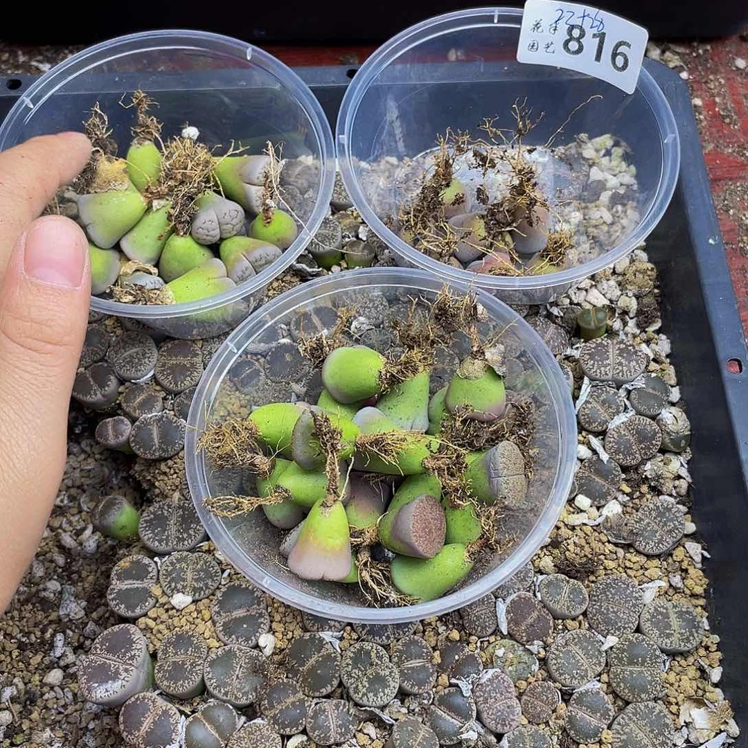 816000000花花花花花花