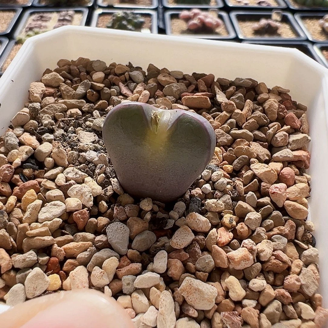 无花朵雷神母本分株….