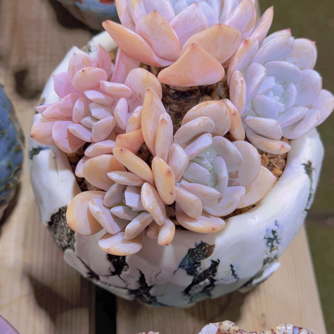 小***茼多肉植物保护研究所所长