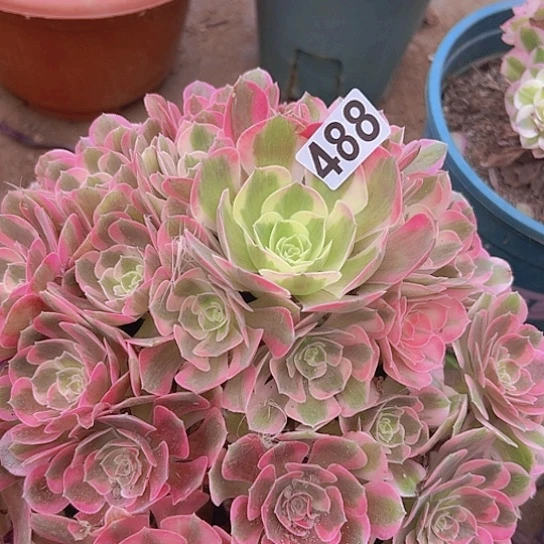 Y***Q多肉植物一个法师