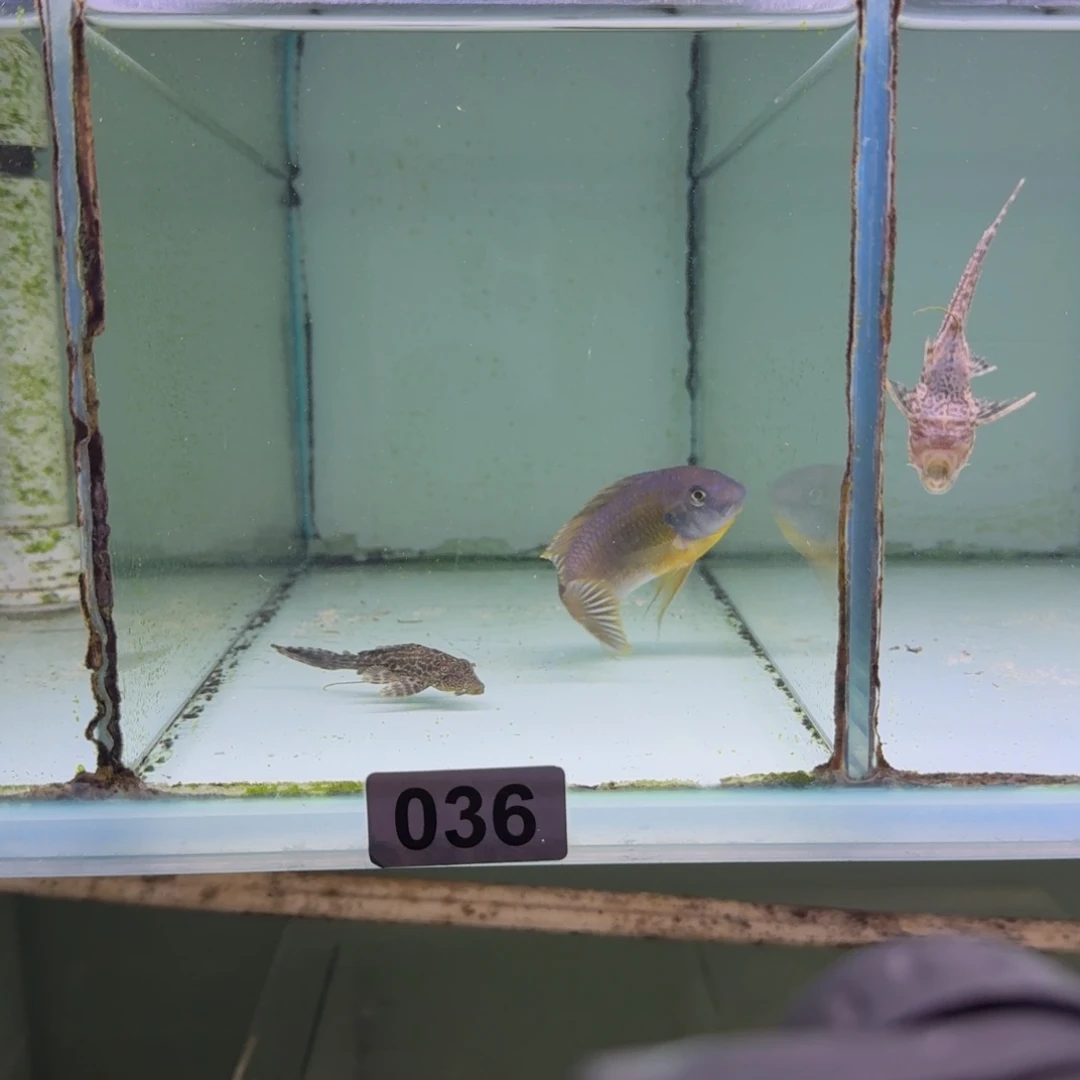 布***e慈鲷鱼36号卡丑10左右