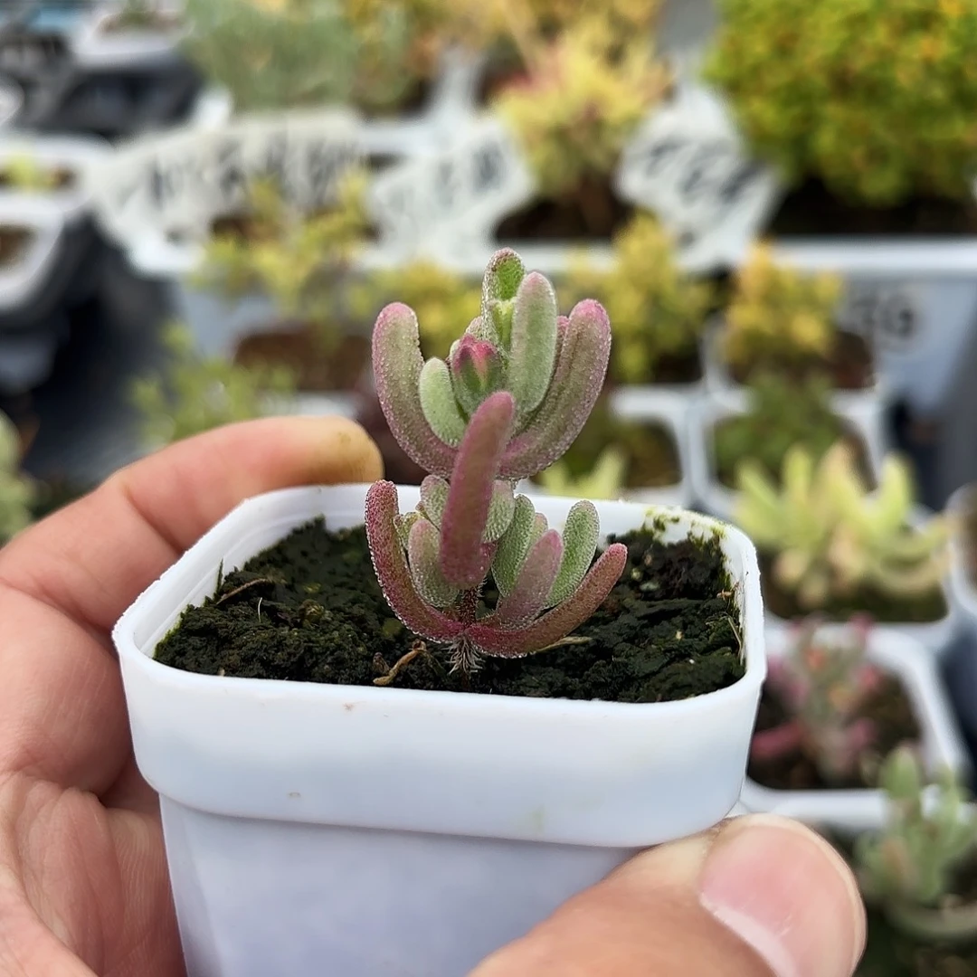 枝干番杏超紫闪光