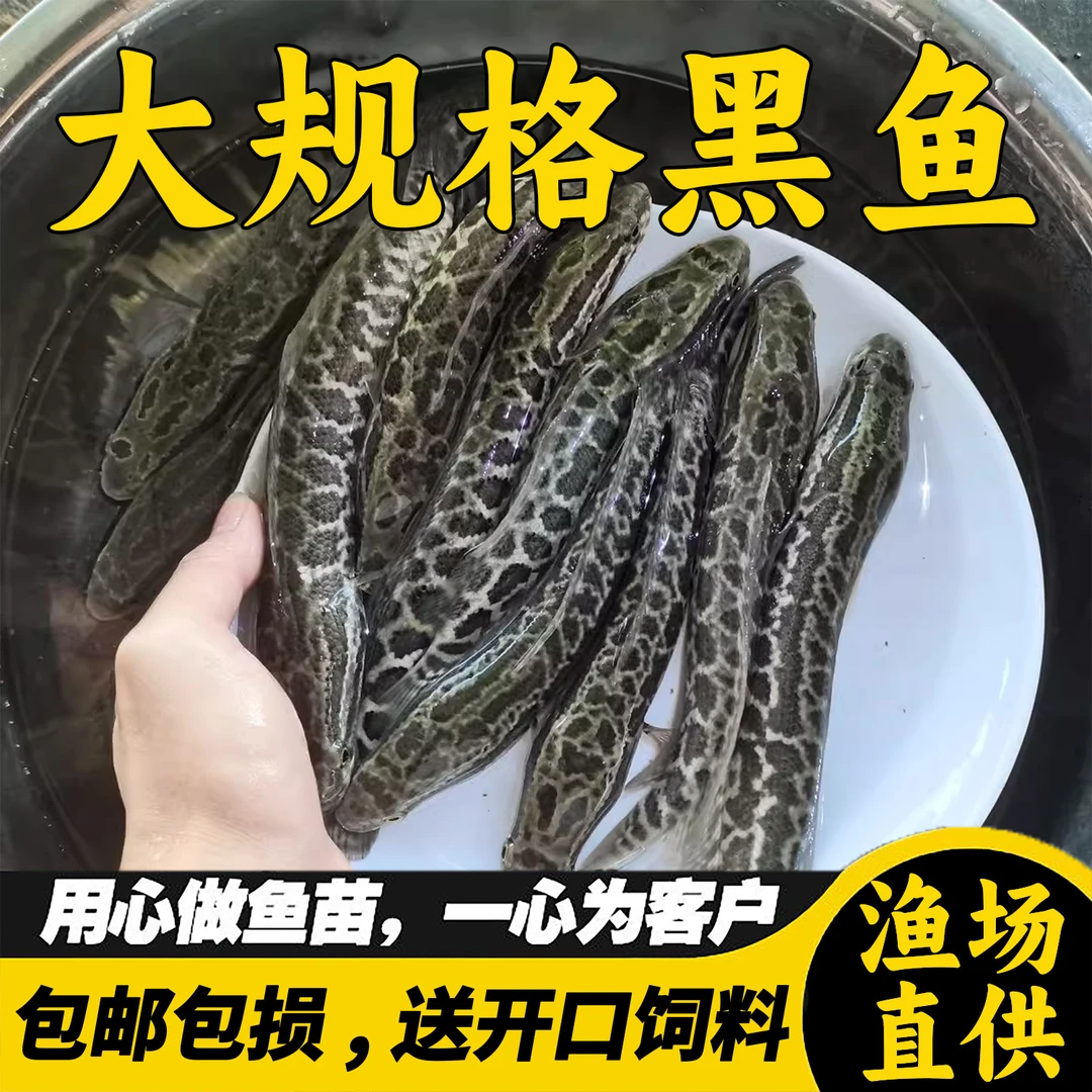 黑鱼活体淡水养殖乌鱼生鱼财鱼观赏鱼好养批发观赏鱼食用
