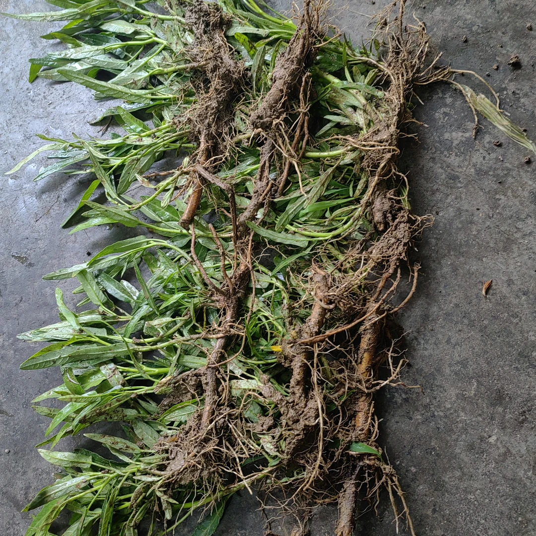 宁都本地小叶空心菜，挺翁