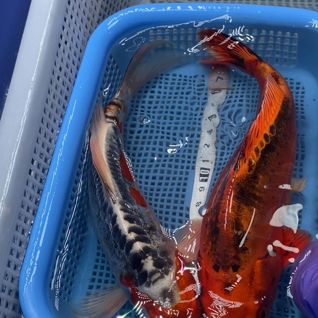 锦鲤冷水锦鲤包邮