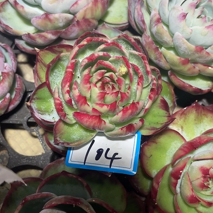 曾***节104///::///////////