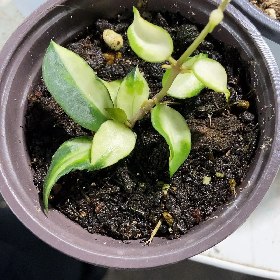 完全开放绿孔雀球兰35