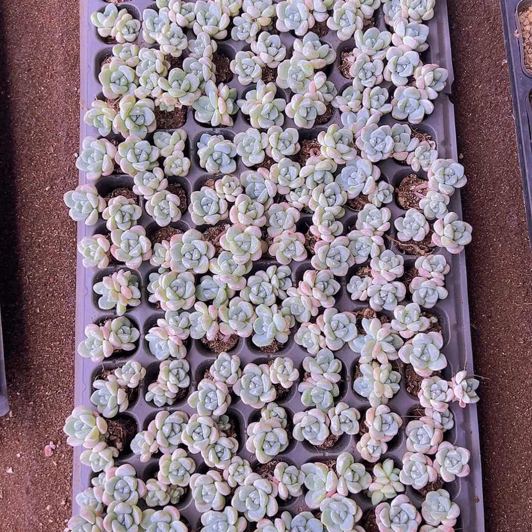 105颗双头带桩奶油冰玉！