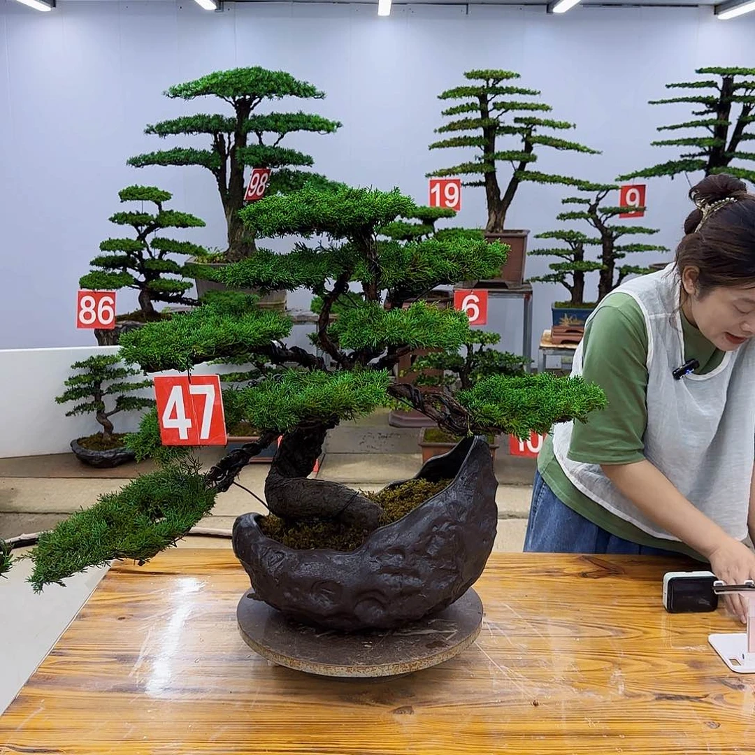 无花朵盆景直播间一物一拍