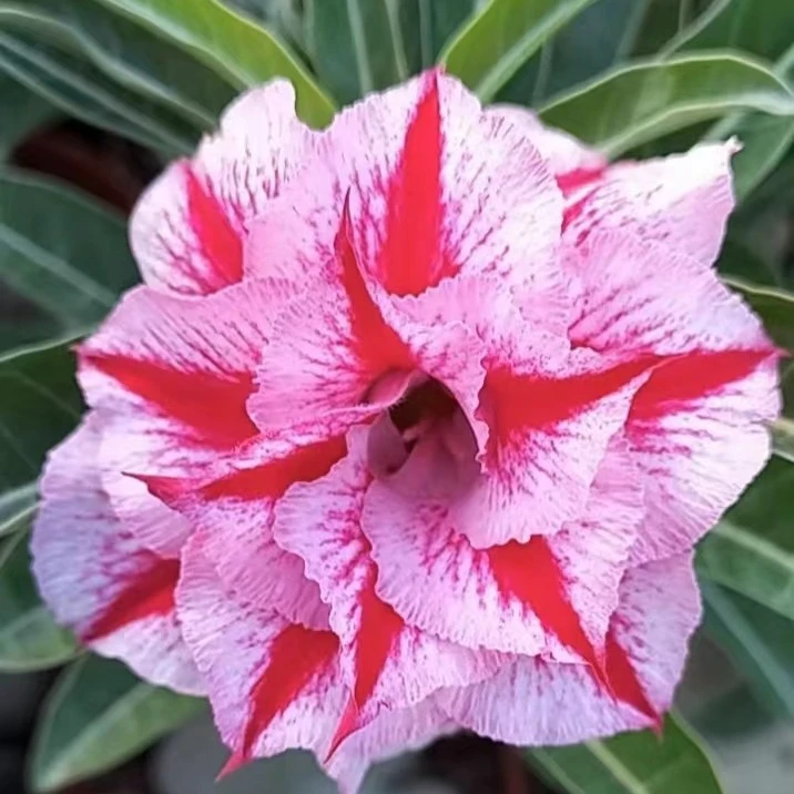 38重瓣沙漠玫瑰花苗老桩盆栽室内外好养四季开花多肉植物