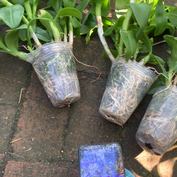 完全开放大花姻脂老桩5苗以上花叶不包损