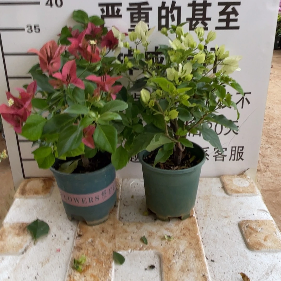 彳***谈当前无花栽培后可以开花1-2398