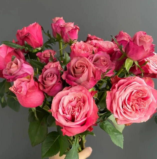 【新疆花之溪】闺蜜玫瑰