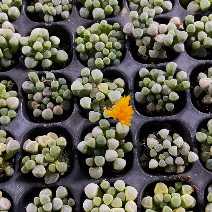 小五十铃玉1元带土发货