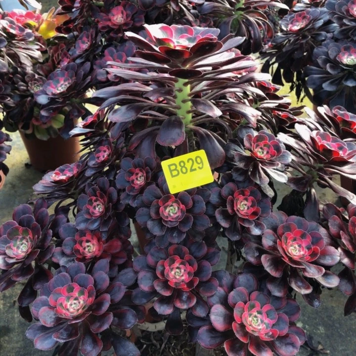 丽娜多肉829000000000