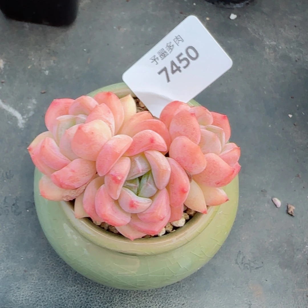 桃夭，7450多肉植物