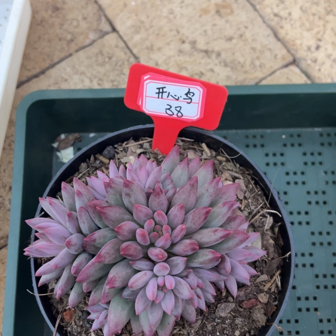 开****开心鸟38。